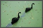 Img2005-09-09 114004.jpg